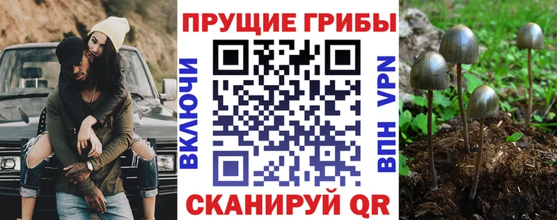 Купить где  Горбатов  Галлюциногенные грибы Cubensis 